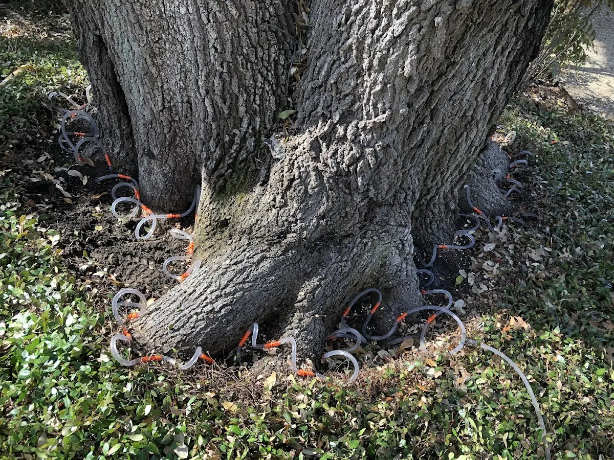 Detailed Tree Cabling and Bracing job site in Midway